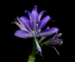 1 Bulb Draft Griffinia liboniana Violet Flower - Image 3
