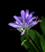 1 Bulb Draft Griffinia liboniana Violet Flower - Image 2