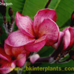 Plumeria " Jade dragon "