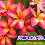 Plumeria " Jeanmorange "