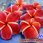 Plumeria " Jeena "