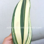 Kaempferia roscoeana Wall Variegated