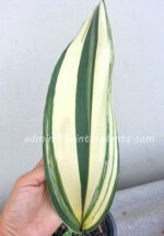 Kaempferia roscoeana Wall Variegated