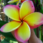 Plumeria " Kamena Gold "