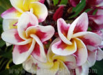 Plumeria " Kasetsin " - Image 2