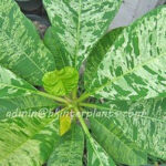 Plumeria " Kavowlay Variegated "