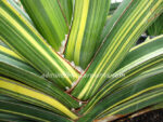 Sansevieria " ROBUSTA FAT Vareigated " - Image 3