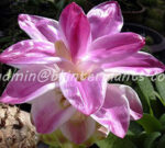 1 Corm "Curcuma Zanthorrhi​za Roxb"