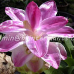 1 Corm "Curcuma Zanthorrhi​za Roxb"