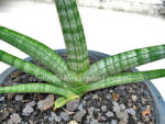 Sansevieria " Draft Bocel " - Image 3