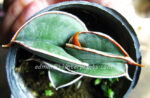 Sansevieria " Rorinda Blue Compact " - Image 3