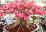 Adenium " DIAMOND CROWN " - Image 3