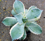 Agave " Potatorum Blue Variegated " - Image 2
