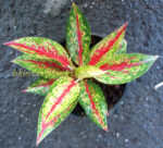 AGLAONEMA " Richer Gold " - Image 2