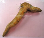 1 Bulb " Gloriosa superba Linn. " - Image 4