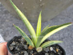 Sansevieria " Gracilis Yellow Vareigated " - Image 3