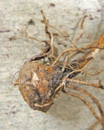 1 Bulb Amorphophallus Compact Super Variegated - Image 3