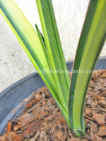 Sansevieria " Katana Yellow Vareigated " - Image 4