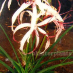 1 Bulb " Crinum Lily "