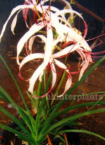 1 Bulb " Crinum Lily "