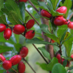 5 Plants Miracle Fruit