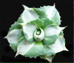 Agave " Ohi Variegated " - Image 4