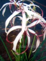 1 Bulb " Crinum Lily " - Image 2