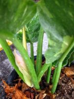 Philodendron Ring of Fire Size L - Image 3