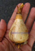 1 Bulb " Crinum Lily " - Image 3