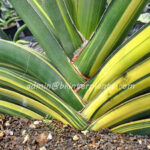 Sansevieria " ROBUSTA FAT Vareigated "