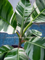 Musa Banana " FLORIDA Variegated " - Image 3