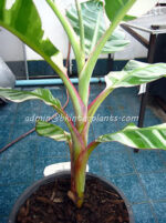 5 Plants Musa Banana Florida Variegated - Image 5