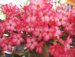 Adenium " DIAMOND CROWN "