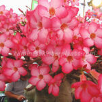 Adenium " DIAMOND CROWN "