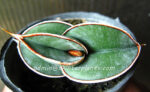 Sansevieria " Rorinda Blue Compact " - Image 2