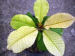 Plumeria " Plattinum Variegated Leaf " - Image 3