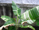 Musa Banana " TA NEE Variegated " - Image 3
