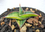 Sansevieria " 23251 Yollow Vareigated " - Image 3