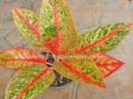 AGLAONEMA " Siam Violet "