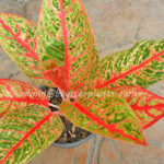 AGLAONEMA " Siam Violet "