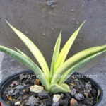 Sansevieria " Gracilis Yellow Vareigated "