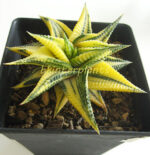 Haworthia limifora Yellow Variegata - Image 6