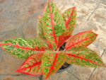 AGLAONEMA " Siam Violet " - Image 3