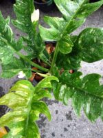 Philodendron Ring of Fire Size L - Image 2