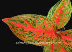 AGLAONEMA " Viduly " - Image 2