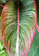 Heliconia " RAINBOW LEAVE VARIEGATED " - Image 5