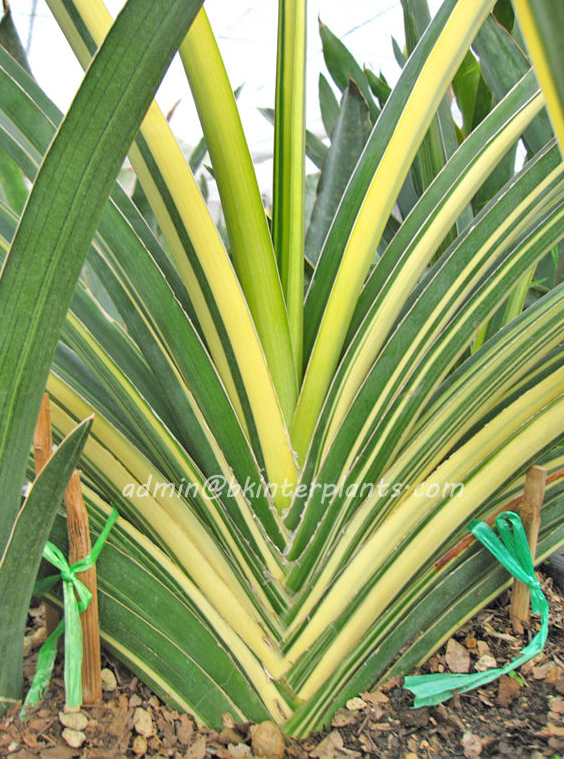kgrhqr_mificstswuebsg2y_dqoq_60_57.jpg Sansevieria " Katana Yellow Vareigated " - Image 1
