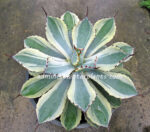 Agave " Potatorum Blue Variegated "