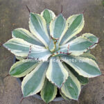 Agave " Potatorum Blue Variegated "