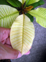 Plumeria " Plattinum Variegated Leaf " - Image 4